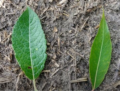 Tree and Shrub Identification - The Land Conservancy of McHenry County