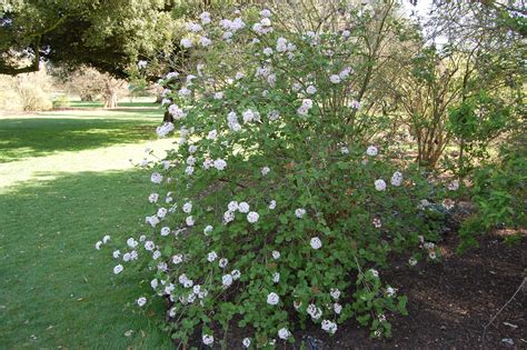 Viburnum carlesii | Landscaping plants, Front yard landscaping ...