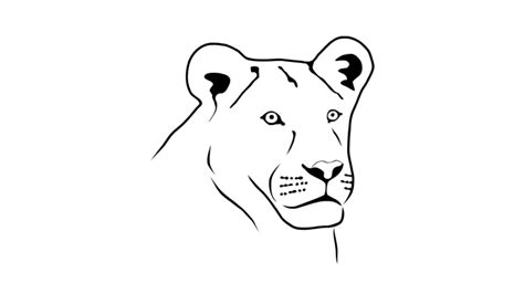 How To Draw The Face Of A Lioness Worksheet Drawing S - vrogue.co