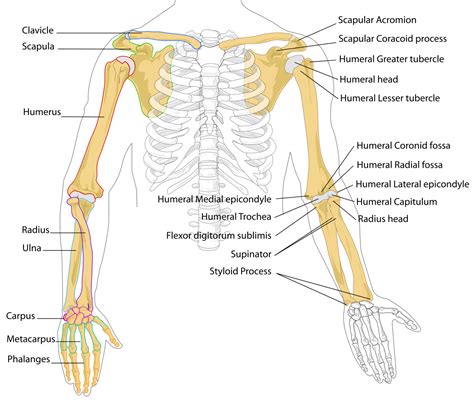 bones of the upper body - Google Search | Arm bones, Anatomy bones ...