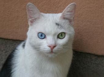 7 Beautiful Cat Eye Colors & How Rare They Are | LoveToKnow Pets