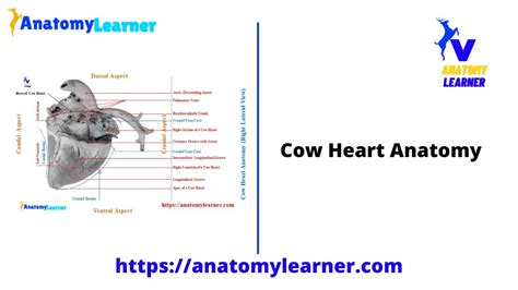 Cow Heart Anatomy 4 Chambers with Labeled Diagram - YouTube