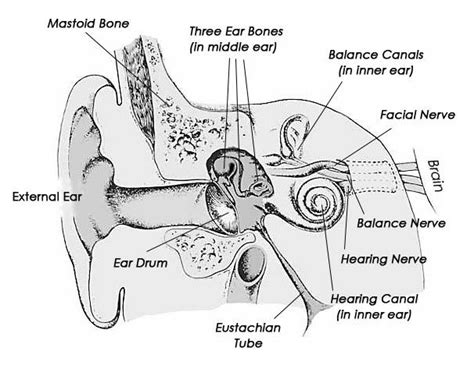 Mastoiditis Anatomy