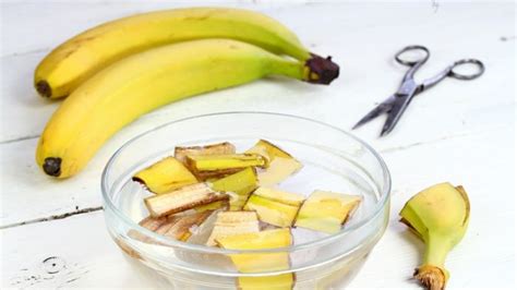 Banana Water for Plants: All You Need to Know! - Cozynestliving