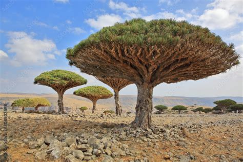 Dragon tree - Dracaena cinnabari - Dragon's blood - endemic tree from Soqotra, Yemen Stock Photo ...