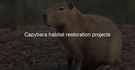 Capybara habitat restoration projects - Capybara Lovers