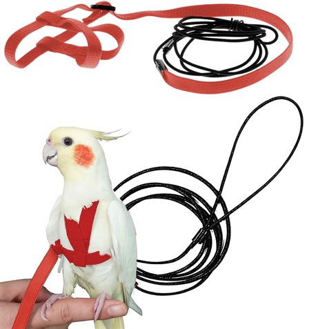 Harness Parrot | ubicaciondepersonas.cdmx.gob.mx