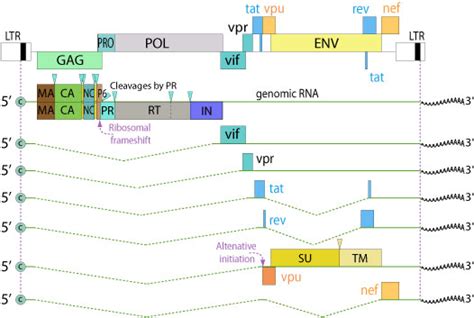 Hiv Genome Viralzone Page