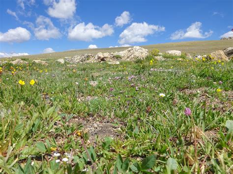 Alpine Tundra Plants List