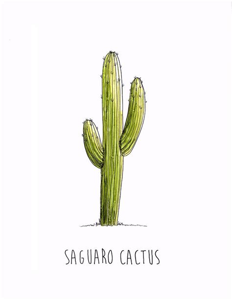 Cactus Drawing at GetDrawings | Free download