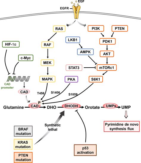 Frontiers | Targeting Pyrimidine Metabolism in the Era of Precision Cancer Medicine