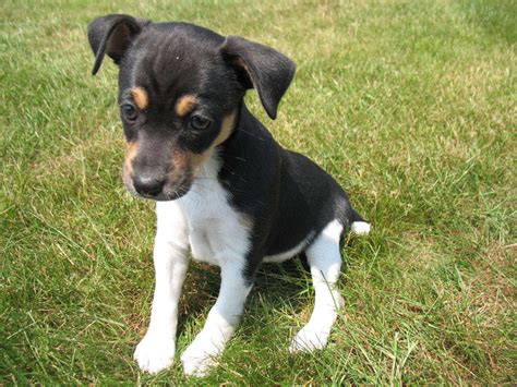 Rat Terrier - Puppies, Rescue, Pictures, Information, Temperament, Characteristics | Animals Breeds