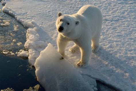 Referat Der Eisbär - WWF Österreich