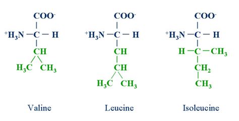 Branched Chain Amino Acids Analysis Service - Creative Proteomics