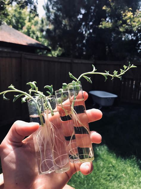 Propagating String of dolphins! : propagation