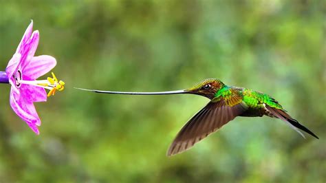 Sword-billed Hummingbird - YouTube