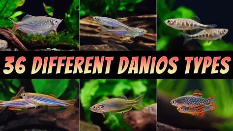 36 Different Types Of Danio Fish - The Best Rare & Common Aquarium Danios - YouTube