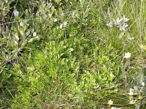 Vaccinium myrtillus (Ericaceae) image 16532 at