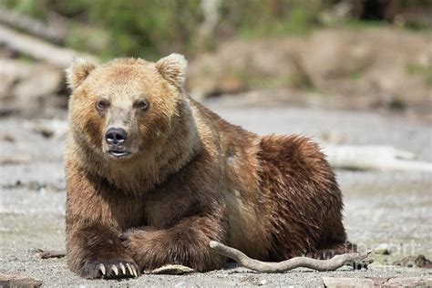 Male Kamchatka Brown Bear Photograph by Peter J. Raymond/science Photo ...