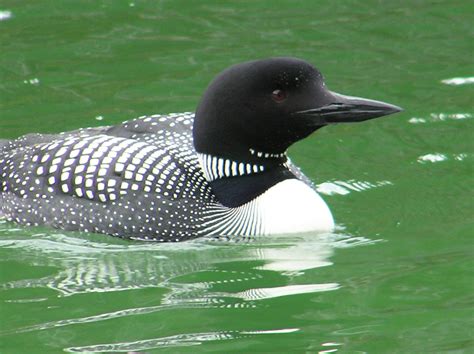 Common Loon