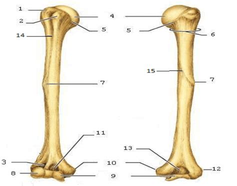 Humerus Bone Markings Quiz