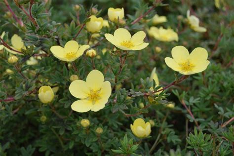 Potentilla fruticosa 'Goldfinger' | Yellow plants, Plants, Yellow flowers