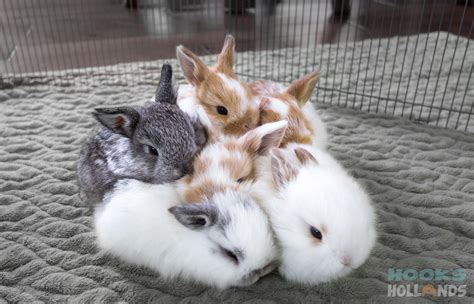 Holland lop baby bunnies, 3 weeks old. From Hook's Hollands - Ohio ...