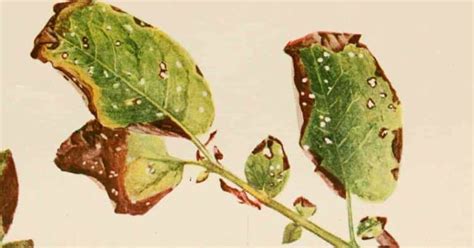 Early Blight - Identification, Prevention, and Treatment