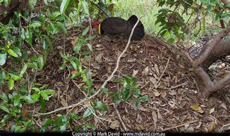 Mark David | Brush Turkeys