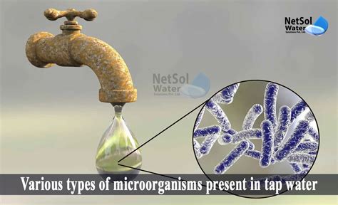 How many types of microorganisms present in tap water? {Top 11}