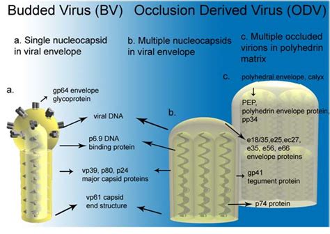 Baculoviral Vector | Gene Therapy Review