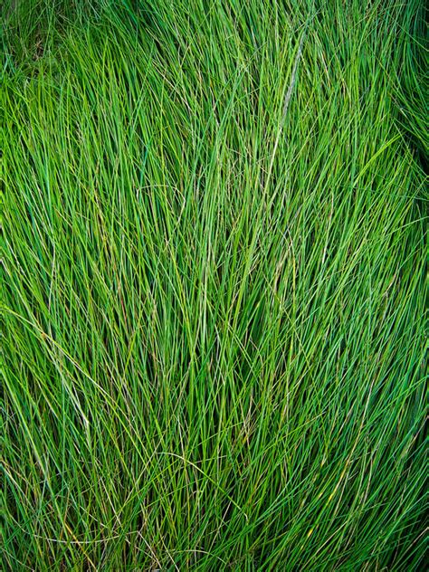 Long Grass - Texture by Starna on DeviantArt