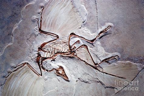 Archaeopteryx Fossil Photograph by James L. Amos - Fine Art America