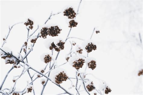 Winter Berries Royalty-Free Stock Photo