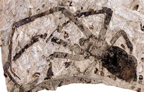 Largest Spider Fossil Found in Volcanic Ash