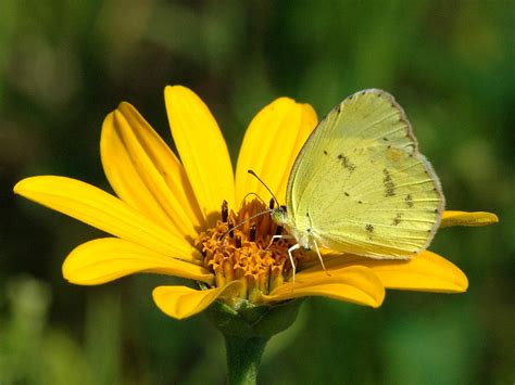 Little Yellow — wisconsinbutterflies.org