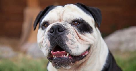 Olde English Bulldogge vs. English Bulldog: What Are the 8 Key Differences?