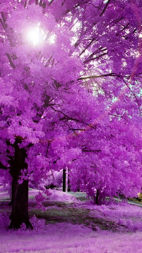 Pink Tree, color, nature, pink, tree, HD phone wallpaper | Peakpx