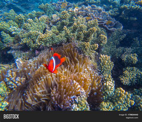 Tropical Clown Fish Image & Photo (Free Trial) | Bigstock