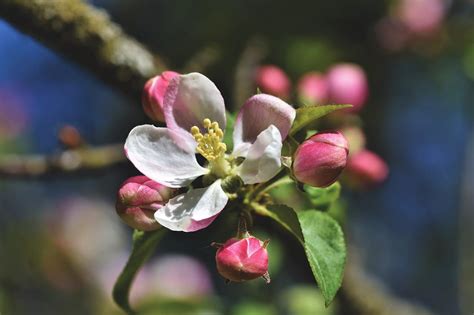 Apple Blossoms Tree - Free photo on Pixabay - Pixabay