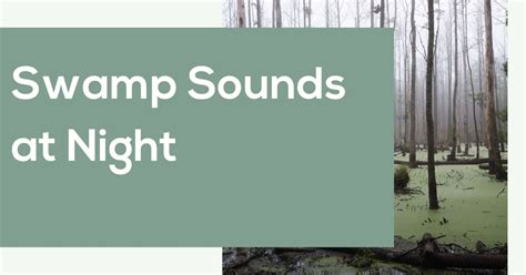 Swamp Sounds at Night Web Player - AmbientNoise.Online [2024 Version]