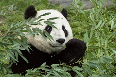 Half of giant panda habitat may vanish in 70 years, scientists say ...