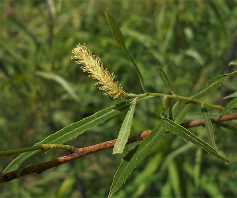 Sandbar Willow (Salix interior) male catkin | John Scholze | Flickr