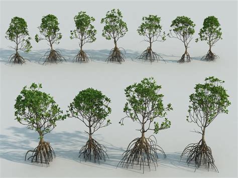 mangrove tree - Google Search | Trees of life | Mangrove forest, Planted aquarium, Nature