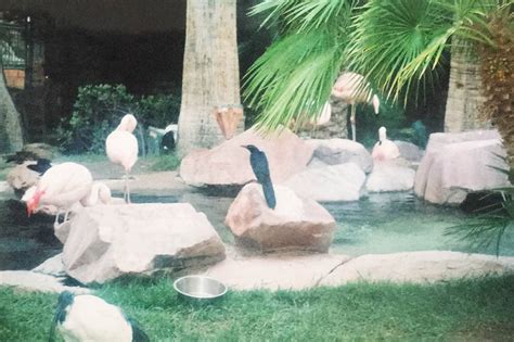 Wildlife Habitat at the Flamingo Hotel in Las Vegas - Silly America