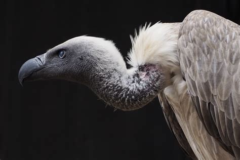 Endangered and Critically Endangered Bird Species of Pakistan