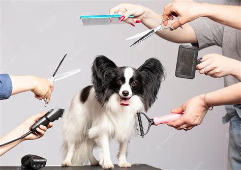 Premium Photo | Professional dog care in a specialized salon