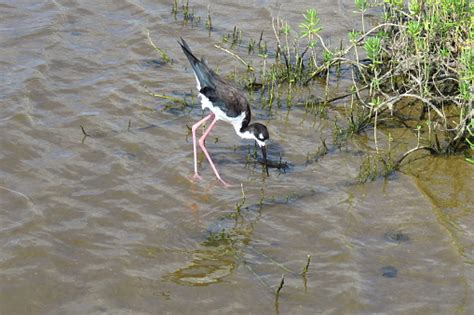 Hawaiian Stilt Pictures | Download Free Images on Unsplash