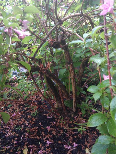 pruning - How & when should I prune a Weigela bush? - Gardening ...