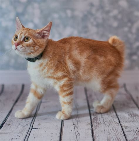 Arriba 93+ Foto Gato Americano De Pelo Corto Amarillo Lleno